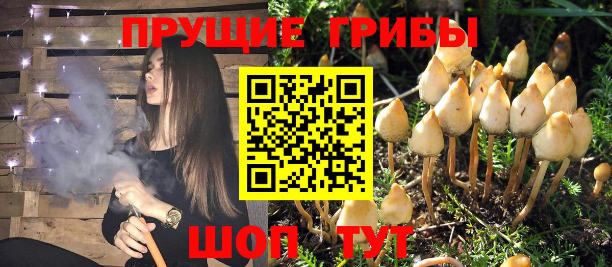 Псилоцибиновые грибы прущие грибы Барабинск